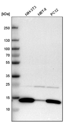 Galectin 1 Antibody in Western Blot (WB)