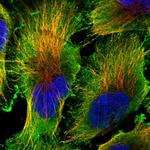 PCTAIRE1 Polyclonal Antibody