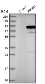PI3K p85 alpha Antibody in Western Blot (WB)