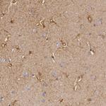 Creatine Kinase BB Antibody in Immunohistochemistry (Paraffin) (IHC (P))