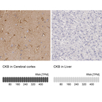 Creatine Kinase BB Antibody in Immunohistochemistry (Paraffin) (IHC (P))