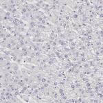 Creatine Kinase BB Antibody in Immunohistochemistry (Paraffin) (IHC (P))