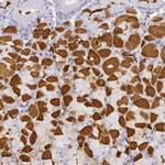 Creatine Kinase BB Antibody in Immunohistochemistry (Paraffin) (IHC (P))