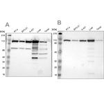 MTHFD1 Antibody in Western Blot (WB)