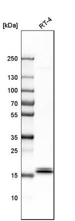 IL1RA Antibody in Western Blot (WB)