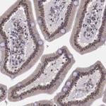 ELF1 Antibody in Immunohistochemistry (Paraffin) (IHC (P))