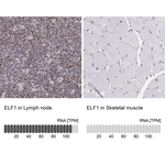 ELF1 Polyclonal Antibody