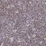 ELF1 Antibody in Immunohistochemistry (Paraffin) (IHC (P))