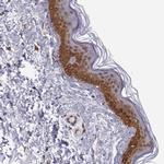 ELF1 Antibody in Immunohistochemistry (Paraffin) (IHC (P))
