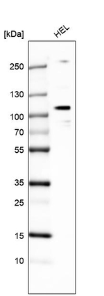 ELF1 Antibody in Western Blot (WB)