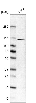 P-cadherin Antibody in Western Blot (WB)