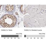 DIABLO Antibody in Immunohistochemistry (Paraffin) (IHC (P))
