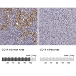 CD14 Antibody in Immunohistochemistry (Paraffin) (IHC (P))