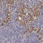 CD14 Antibody in Immunohistochemistry (Paraffin) (IHC (P))