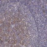 CD14 Antibody in Immunohistochemistry (Paraffin) (IHC (P))