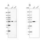 CD14 Antibody in Western Blot (WB)