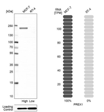 PREX1 Antibody in Western Blot (WB)