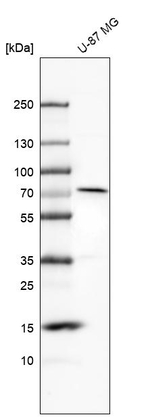MMP2 Antibody in Western Blot (WB)