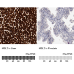 MBL2 Polyclonal Antibody