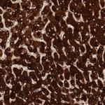 MBL2 Antibody in Immunohistochemistry (Paraffin) (IHC (P))