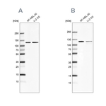 LONP1 Antibody in Western Blot (WB)