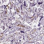 VWF Antibody in Immunohistochemistry (Paraffin) (IHC (P))