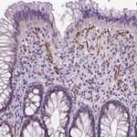 VWF Antibody in Immunohistochemistry (Paraffin) (IHC (P))