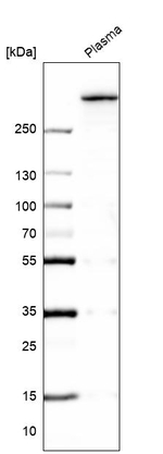 VWF Antibody in Western Blot (WB)