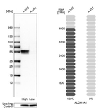ALDH1A1 Antibody in Western Blot (WB)