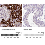 Dopamine beta Hydroxylase Antibody in Immunohistochemistry (Paraffin) (IHC (P))
