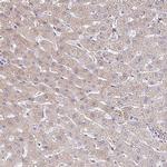 Transthyretin Antibody in Immunohistochemistry (Paraffin) (IHC (P))