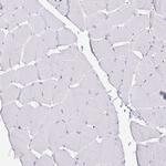 Transthyretin Antibody in Immunohistochemistry (Paraffin) (IHC (P))