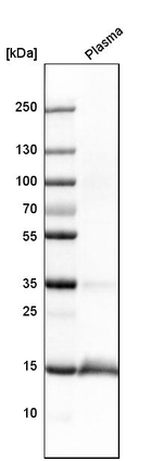 Transthyretin Antibody in Western Blot (WB)