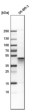 Aurora A Antibody in Western Blot (WB)