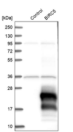 Survivin Antibody in Western Blot (WB)