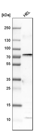 COX1 Antibody in Western Blot (WB)