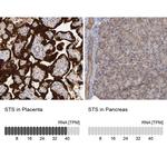 STS Polyclonal Antibody