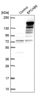 EFCAB6 Antibody in Western Blot (WB)