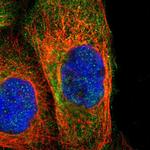 NSF Polyclonal Antibody