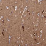 NSF Antibody in Immunohistochemistry (Paraffin) (IHC (P))