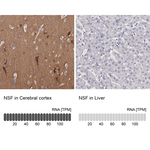 NSF Antibody in Immunohistochemistry (Paraffin) (IHC (P))