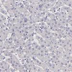 NSF Antibody in Immunohistochemistry (Paraffin) (IHC (P))