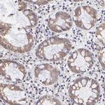 NSF Antibody in Immunohistochemistry (Paraffin) (IHC (P))