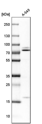 NSF Antibody in Western Blot (WB)