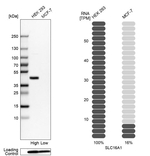 MCT1 Antibody in Western Blot (WB)