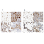 Complement C3 Polyclonal Antibody