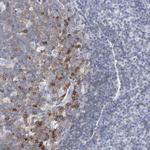 P2Y8 Antibody in Immunohistochemistry (Paraffin) (IHC (P))