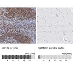 CD180 Polyclonal Antibody