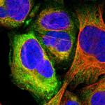 GPR173 Polyclonal Antibody