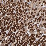 ASB3 Polyclonal Antibody